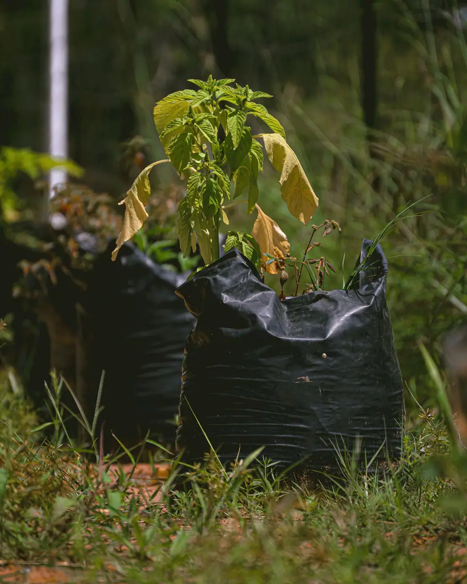 Young plants growing in black grow bags outdoors
