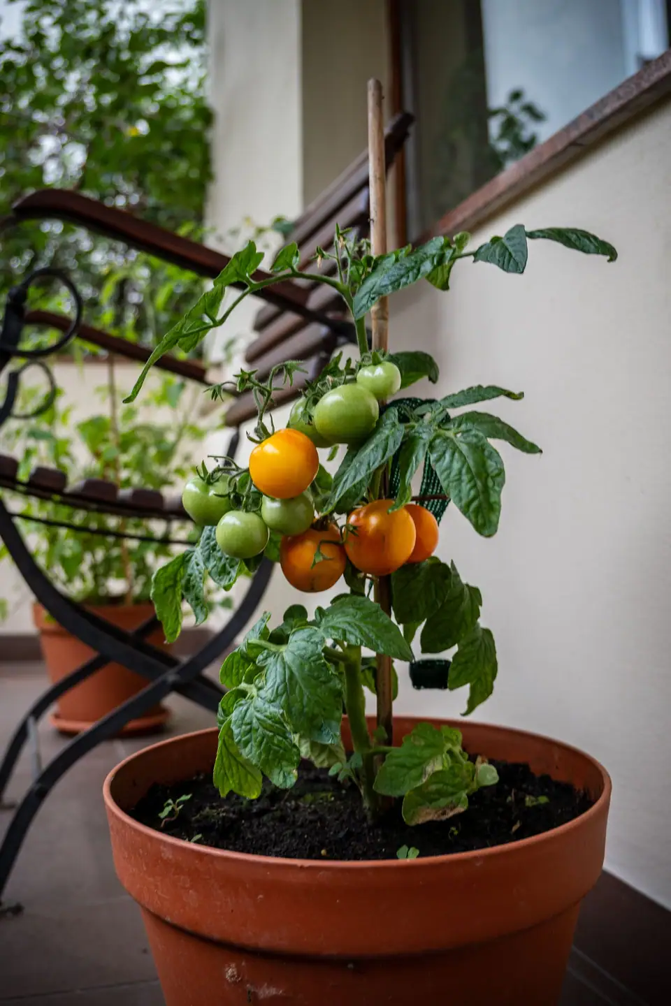 Cherry tomato plant with green and orange fruit in a terracotta pot on a balcony