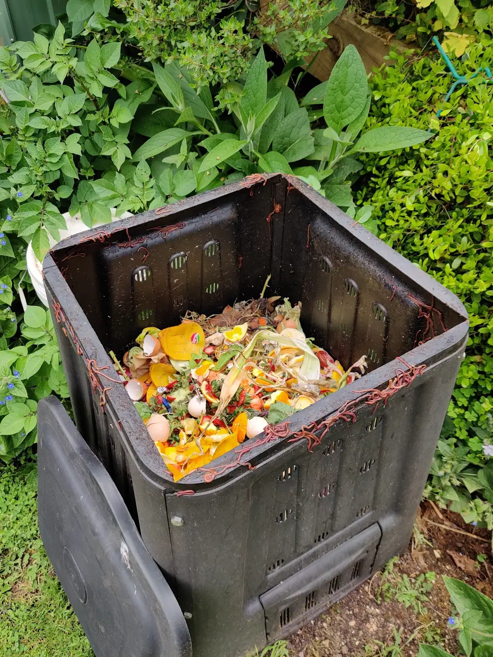 Black compost bin filled with fresh fruit and vegetable scraps