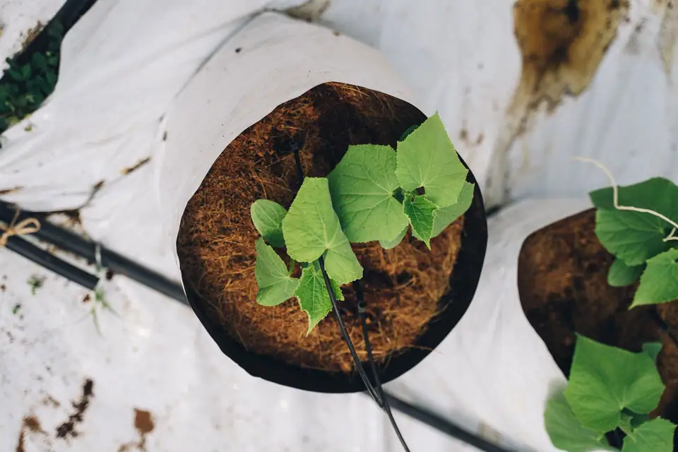 Young cucumber plants in a grow bag seen from above