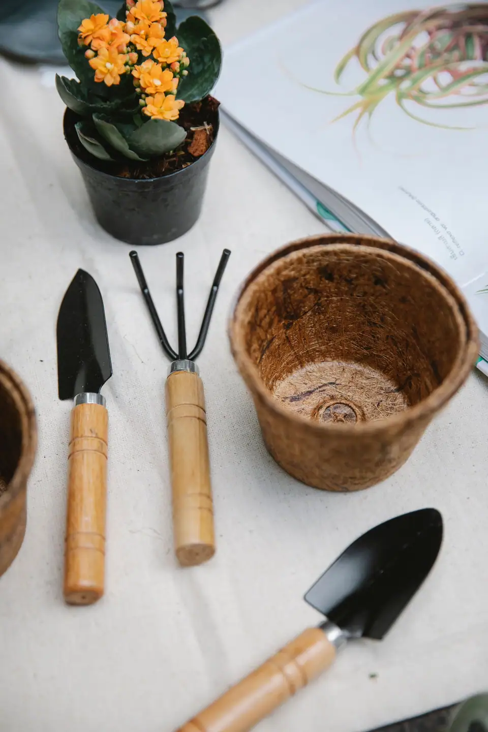 Hand trowel and three-prong cultivator beside a peat pot