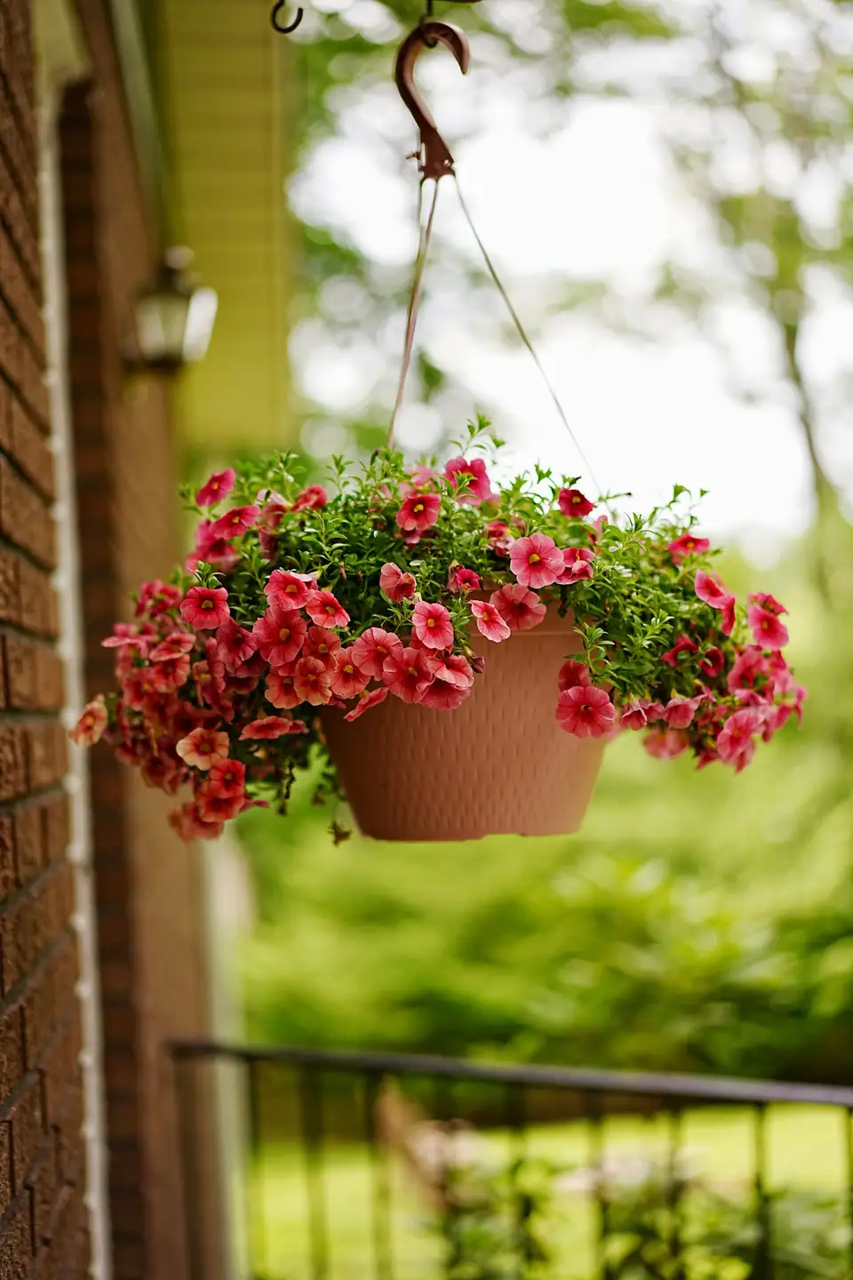 Hanging basket of pink flowers on a sunny porch
