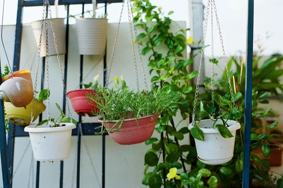 Colorful plastic hanging pots planted with herbs and leafy plants