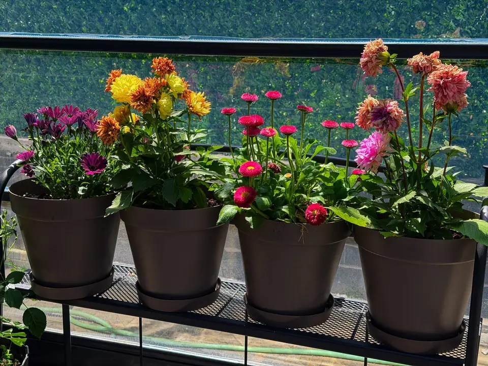 Row of potted flowers on a metal shelf along a sunny balcony