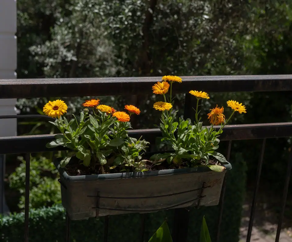 Planter box of orange and yellow calendula on a sunny balcony railing