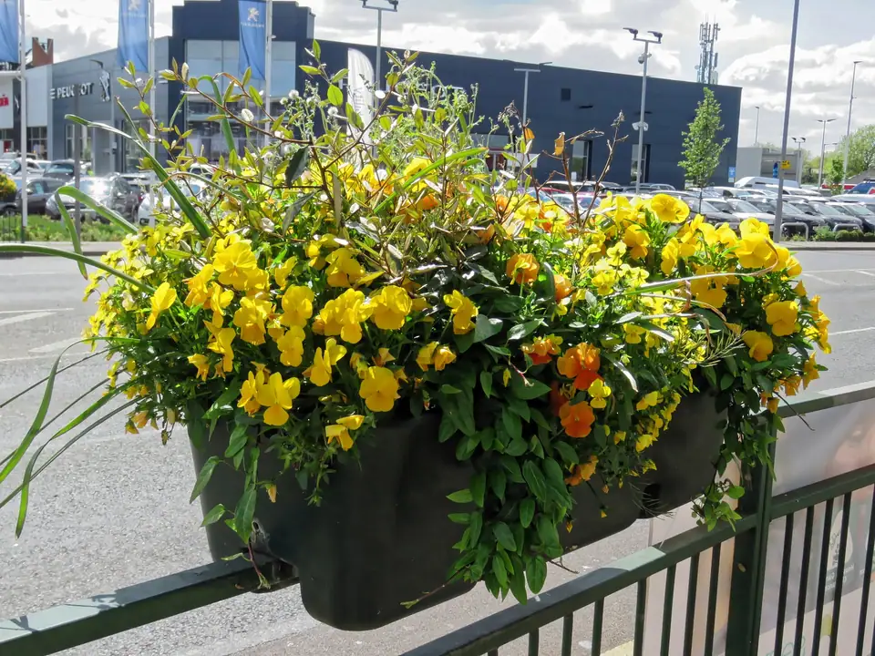 Black planter box of yellow and orange pansies hooked over a metal railing