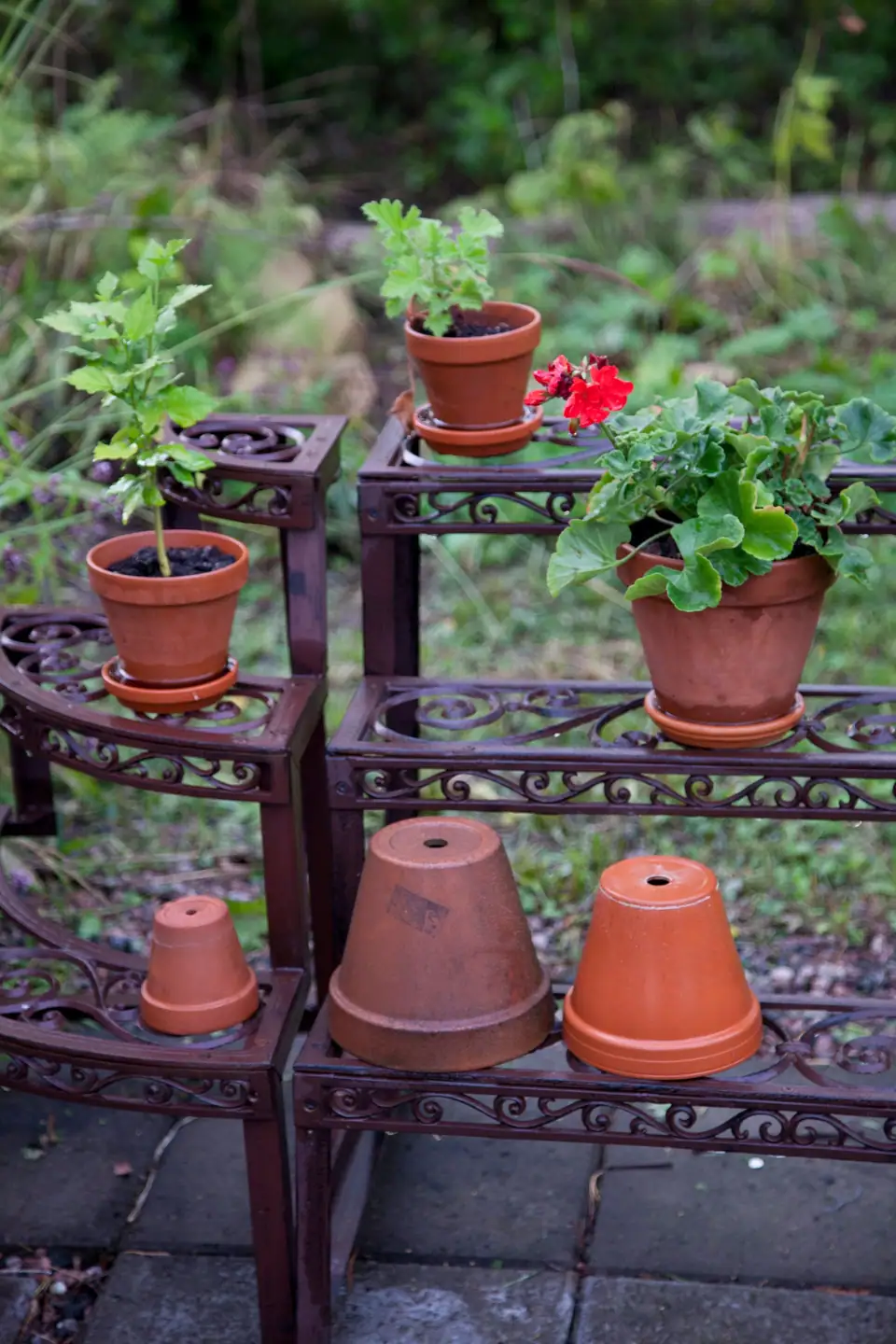 Terracotta pots with plants on an ornate metal plant stand outdoors
