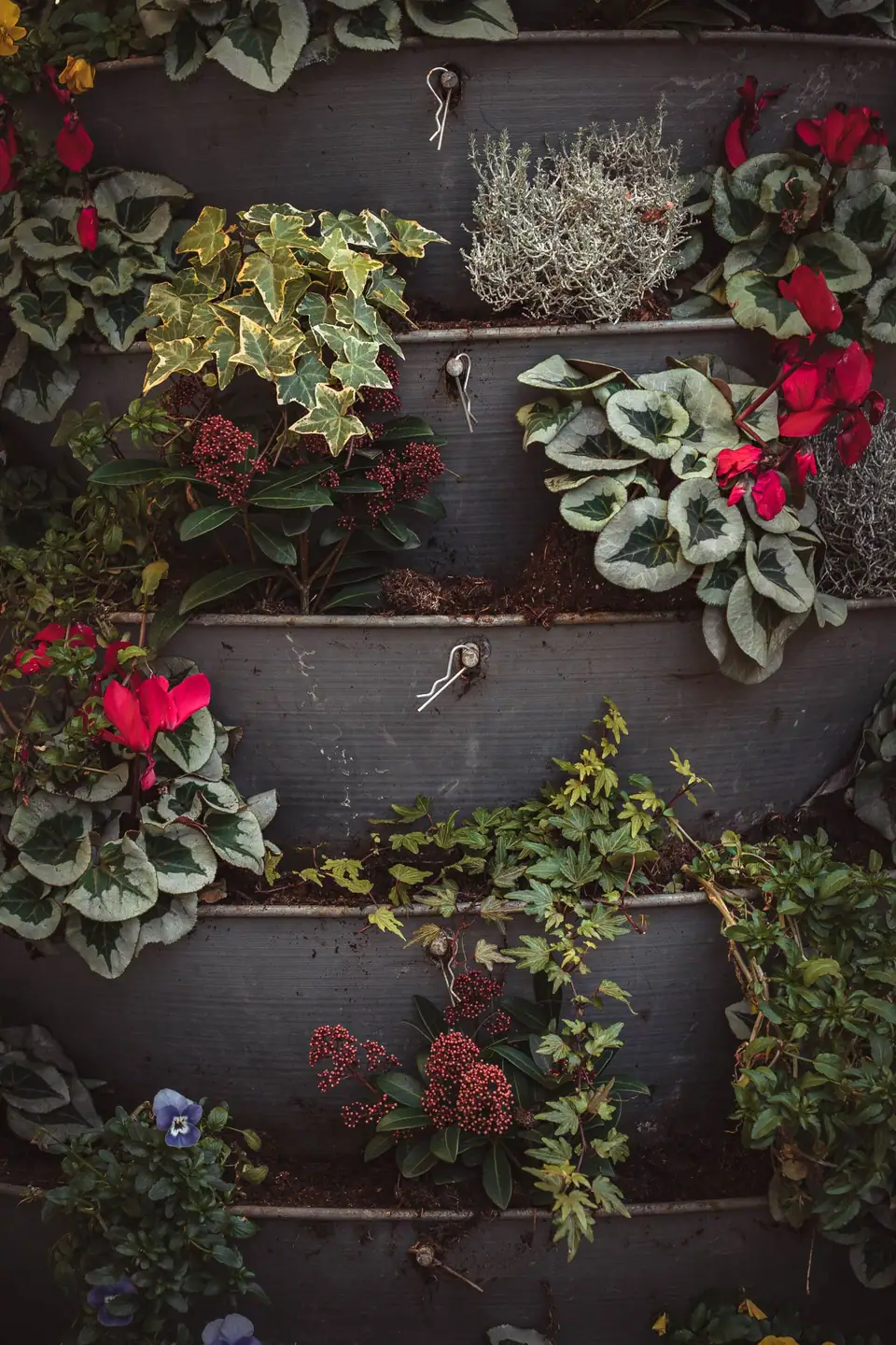Vertical wall planter of red cyclamen and ivy in stacked pockets
