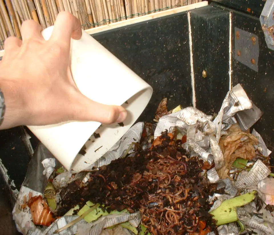 Composting worms being added to a homemade worm bin of food scraps and shredded paper